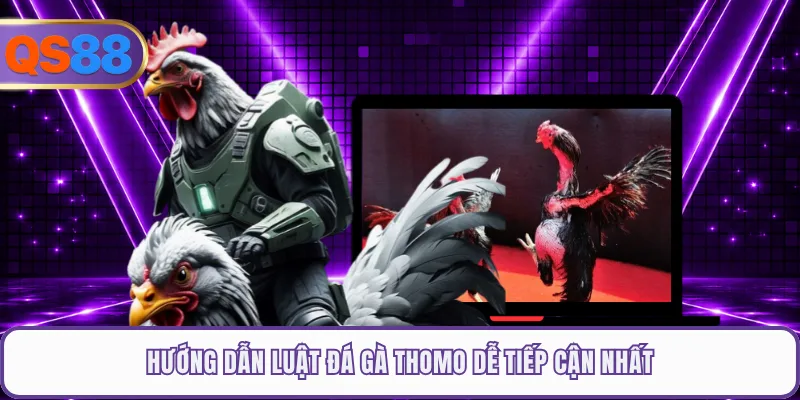 Hướng dẫn luật đá gà Thomo dễ tiếp cận nhất