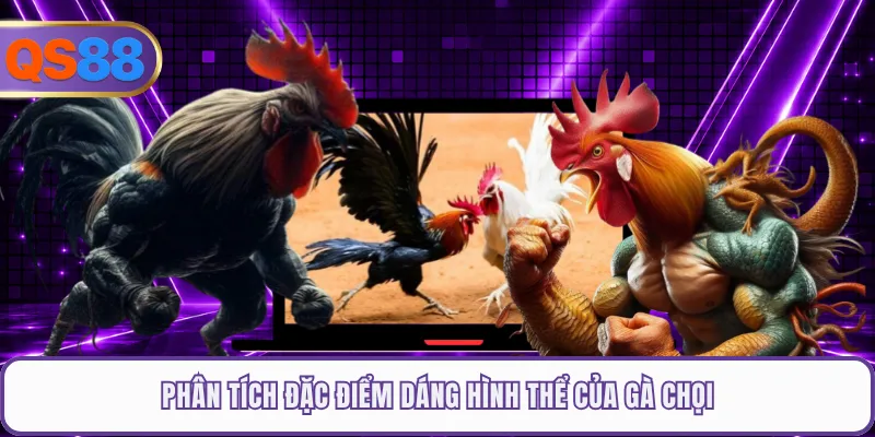 Phân tích đặc điểm dáng hình thể của gà chọi